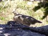 White-tailed Ptarmigan female